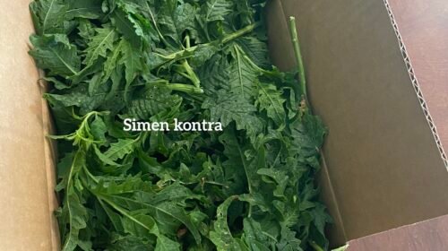 Fèy Simen Kontra (fresh) box Free Shipping